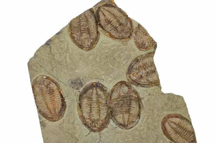 Wide Cluster Of Six Large Asaphid Trilobites - Antennae Preserved #359411
